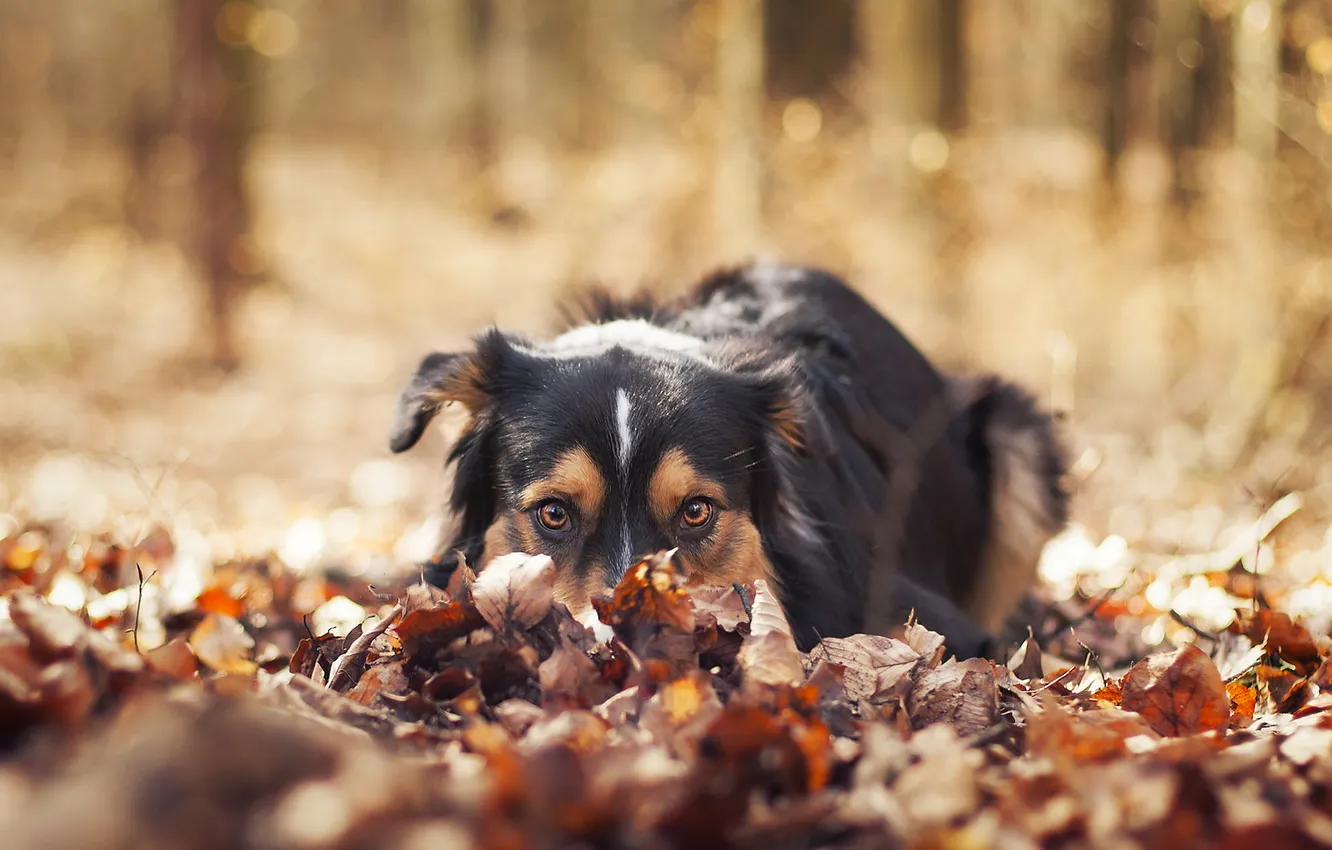 Фото обои взгляд, листья, друг, собака