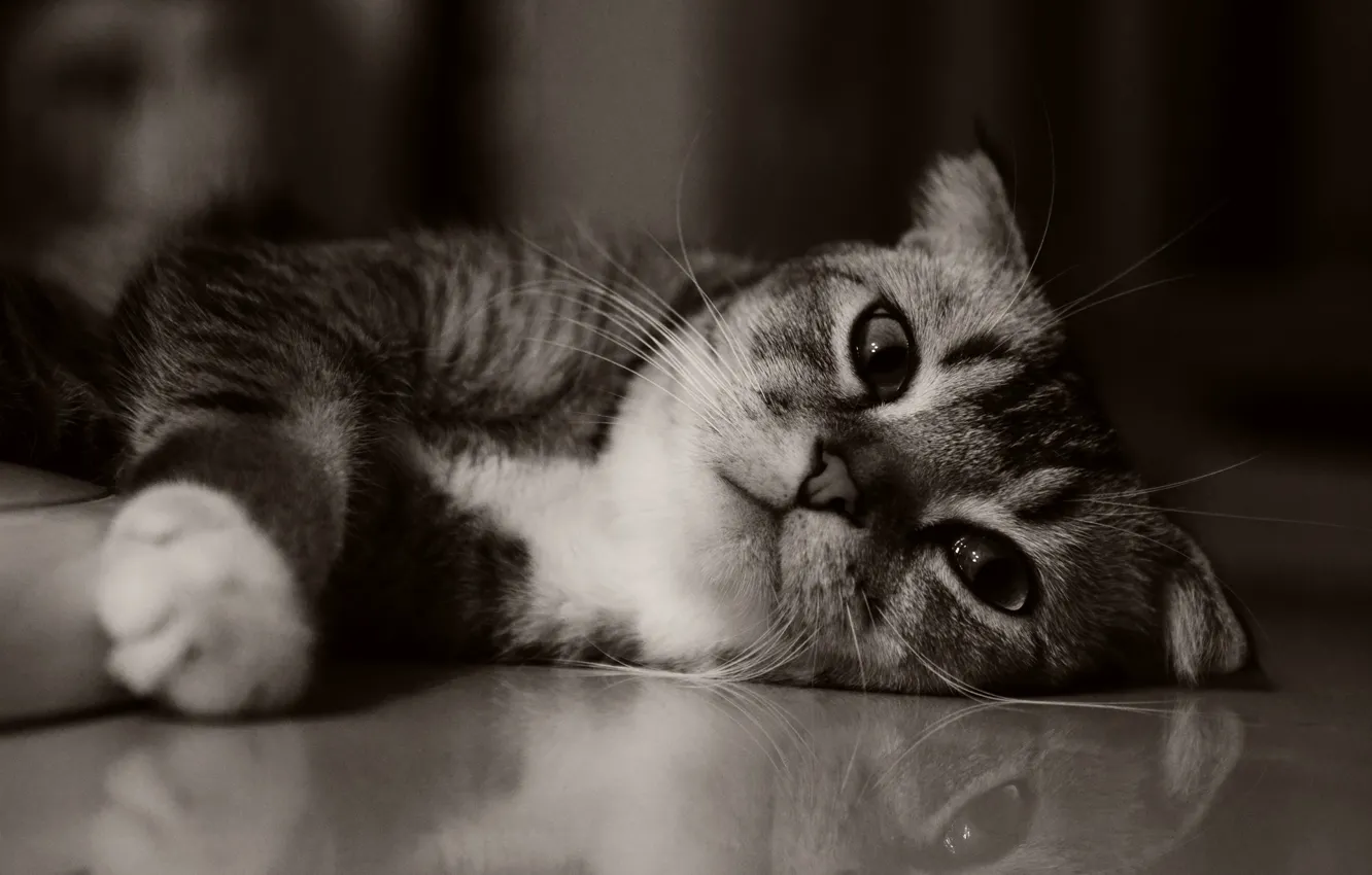 Фото обои кошка, милая, котёнок, kitten, cat, kitty, cute