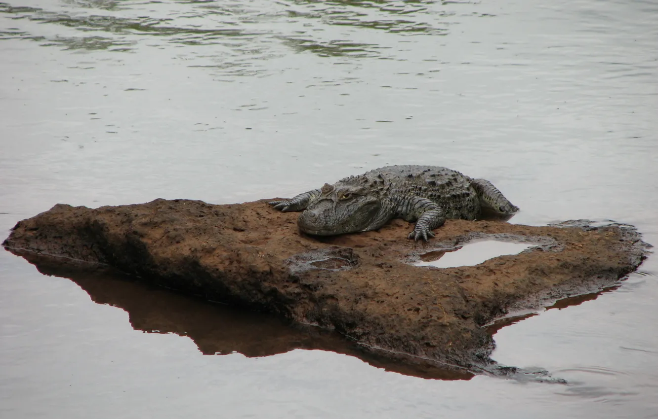 Фото обои green, nice, crocodile, dangerous