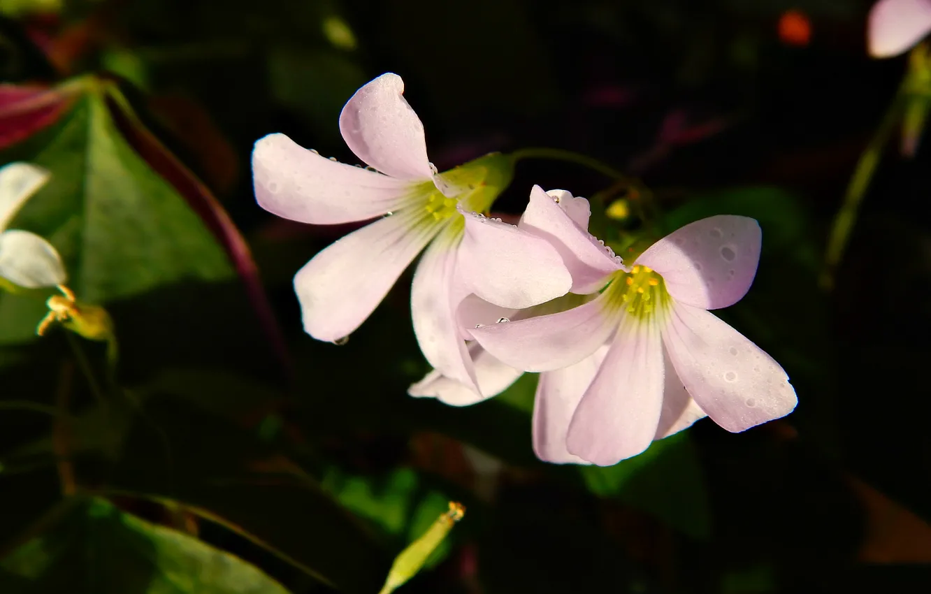 Фото обои белый, листья, капли, природа, розовый, Цветы, весна, комнатные растения