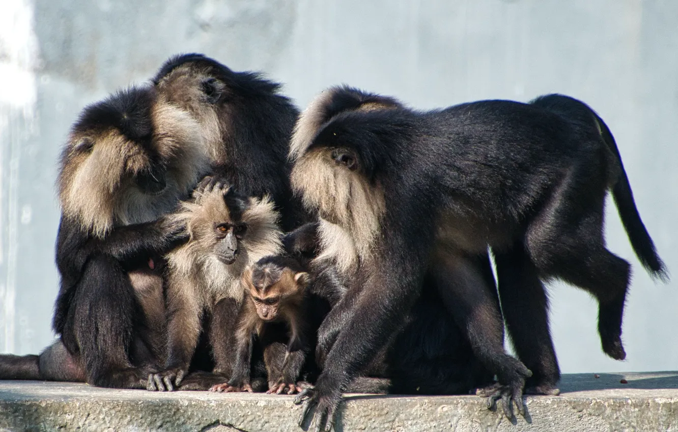 Фото обои animals, wildlife, group, lion tailed, macaque monkeys