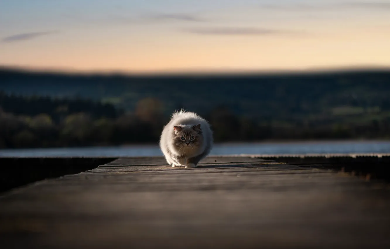 Фото обои кошка, кот, взгляд, природа, доски, пирс, прогулка, мордашка