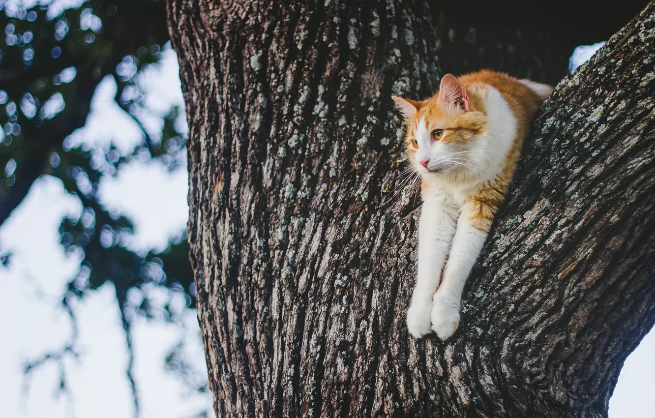 Фото обои кот, отдых, на дереве, котейка