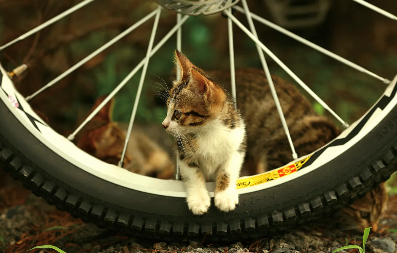 Фото обои взгляд, котенок, колесо, спицы
