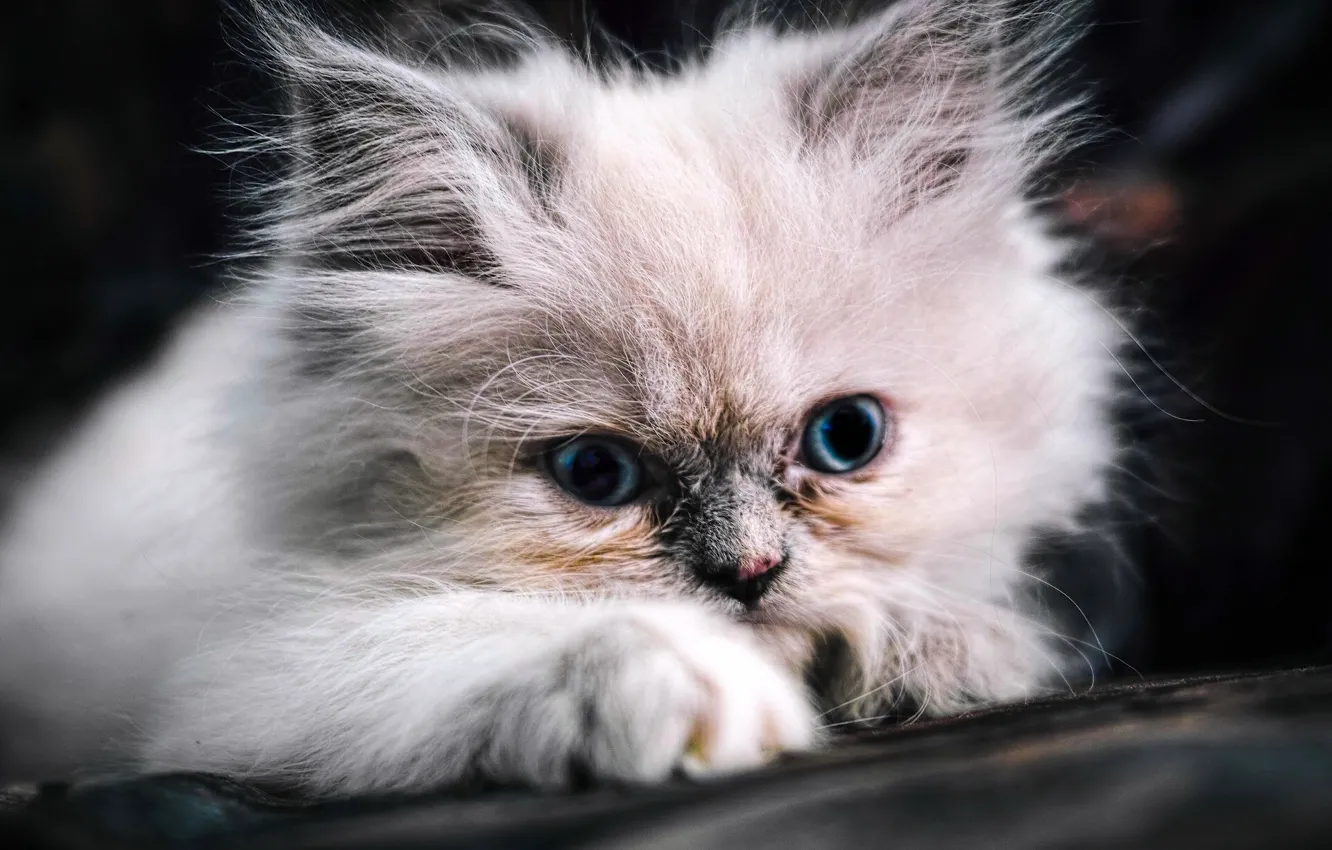 Фото обои пушистый, мордочка, котёнок, голубые глаза