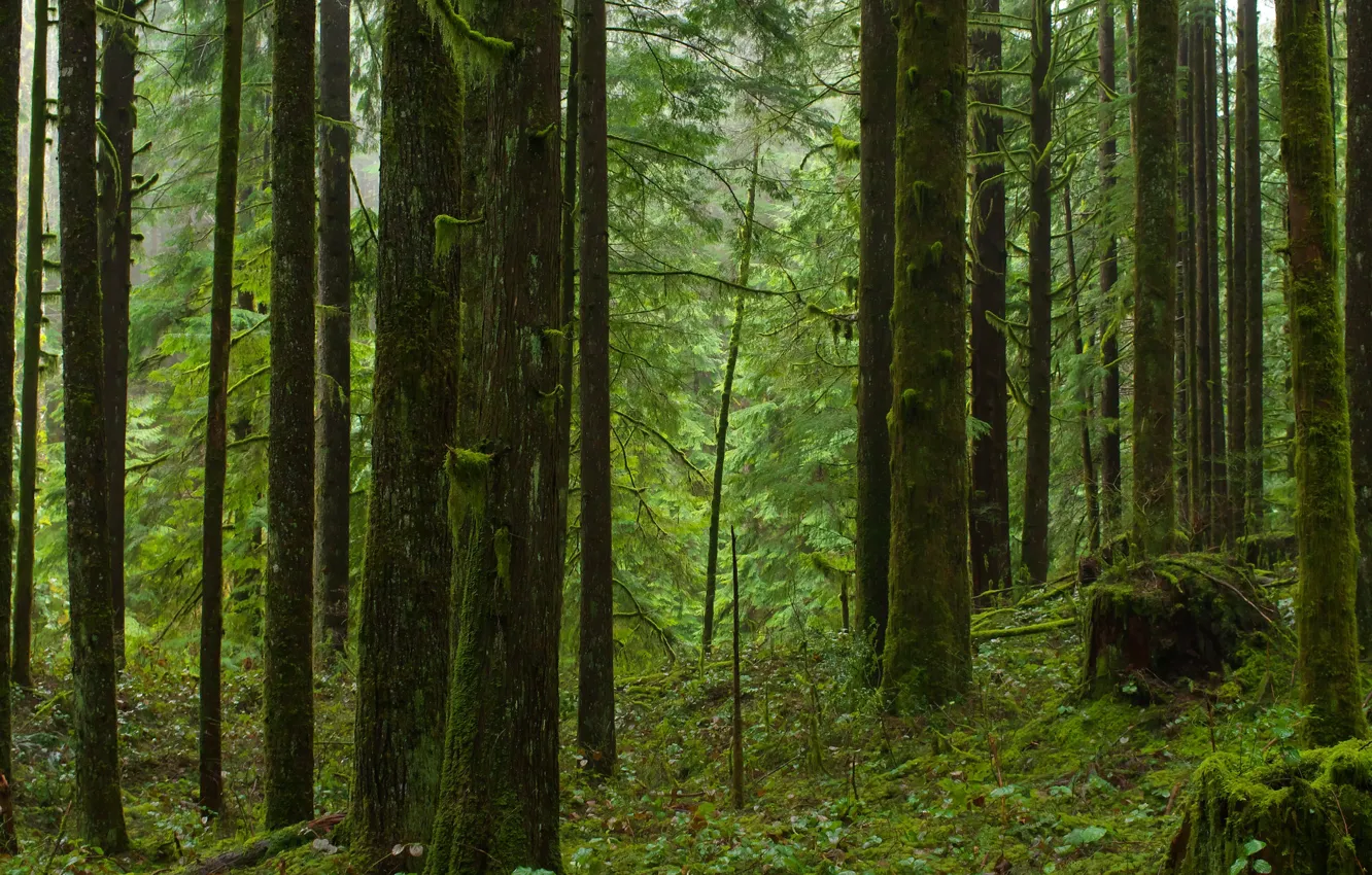 Фото обои лес, деревья, природа, Канада, Canada, British Columbia, Британская Колумбия