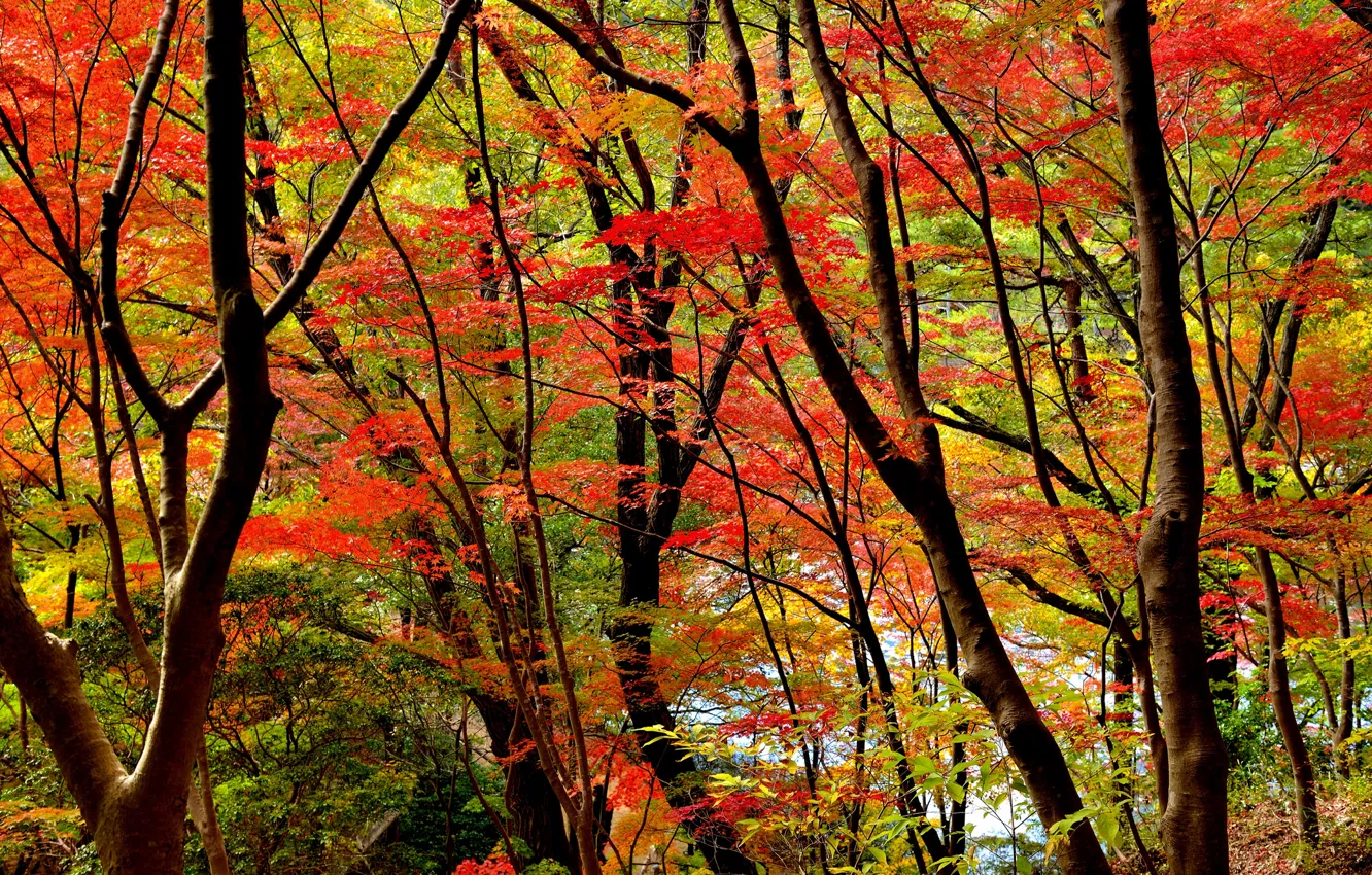 Фото обои осень, лес, листья, деревья, багрянец