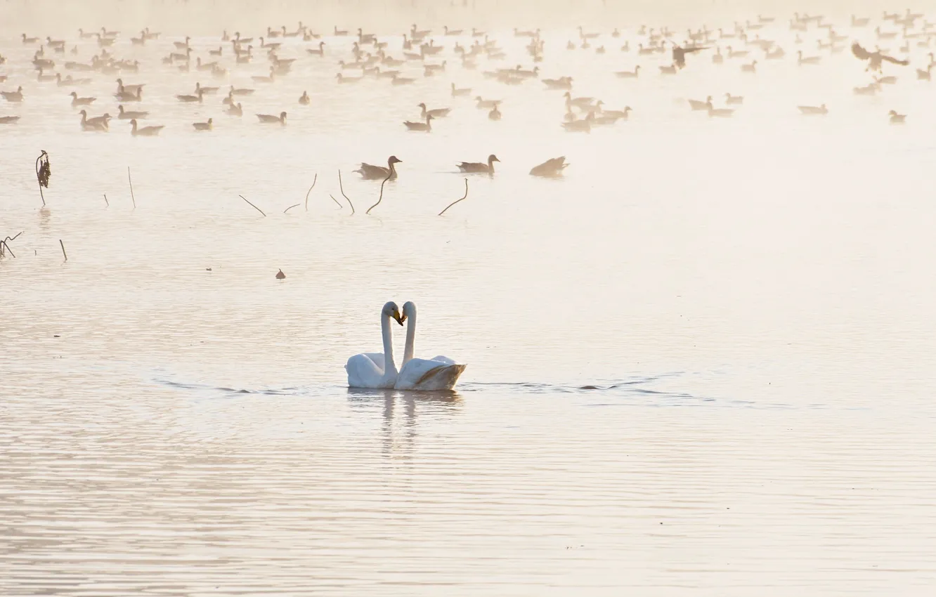 Фото обои птицы, озеро, лебеди, Love you