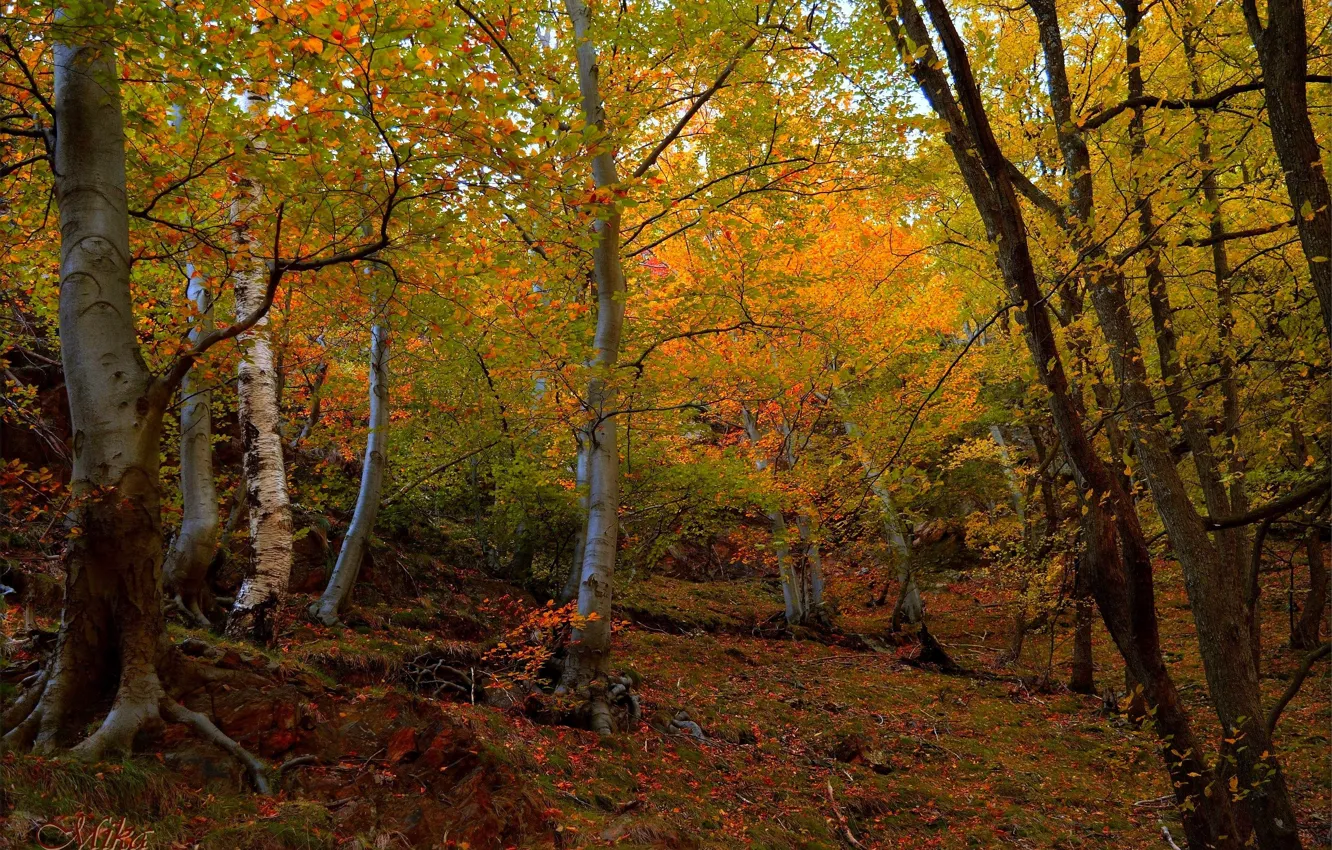 Фото обои Осень, Деревья, Лес, Fall, Autumn, Forest, Trees