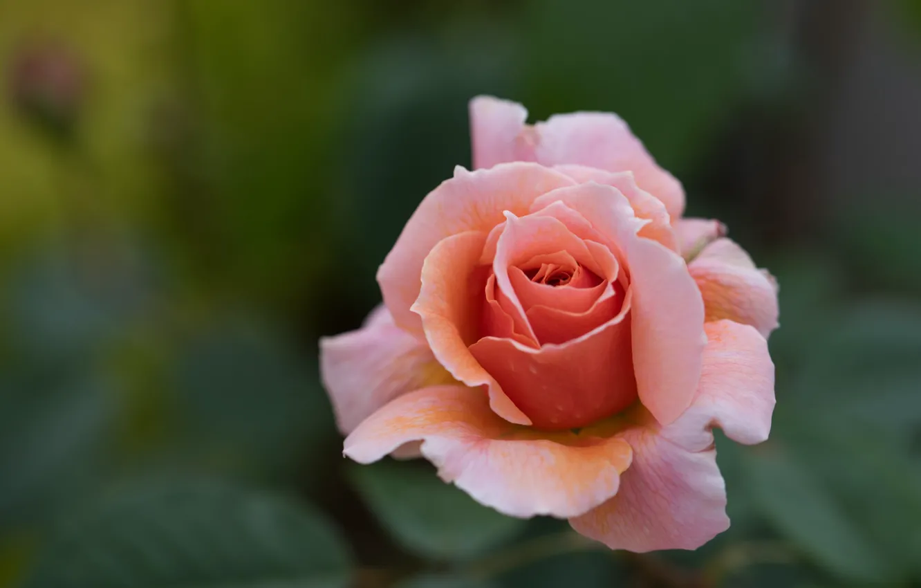 Фото обои цветок, фон, розовая, роза, оранжевая, бутон, размытый, лососевая