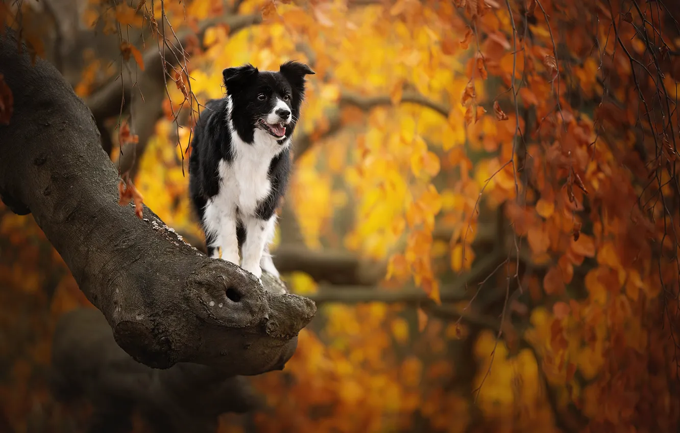 Фото обои осень, ветки, дерево, собака, боке