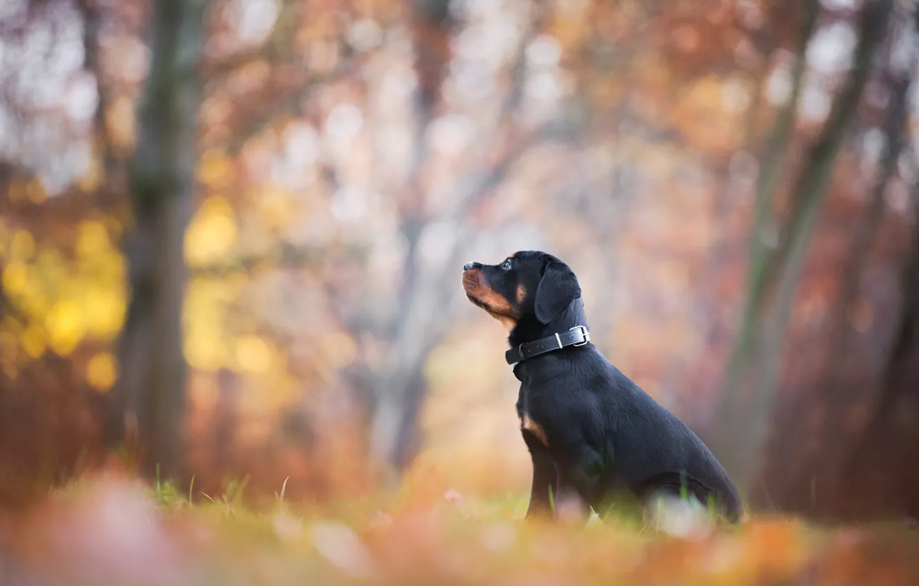 Фото обои осень, листья, парк, листва, собака, щенок, профиль, сидит