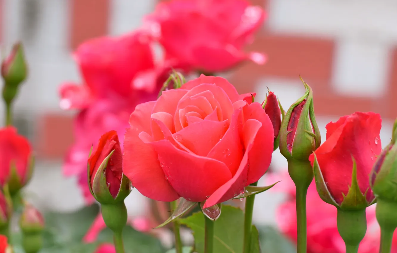 Фото обои цветы, куст, розы, красные, бутоны, лепстки