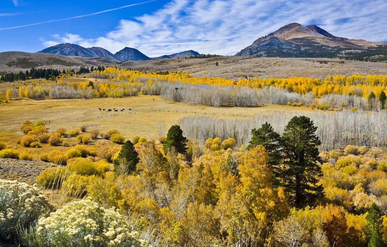 Фото обои осень, небо, деревья, горы, долина, коровы