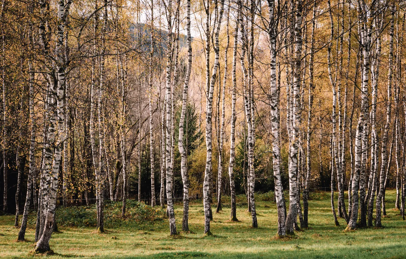 Фото обои лето, природа, берёзы