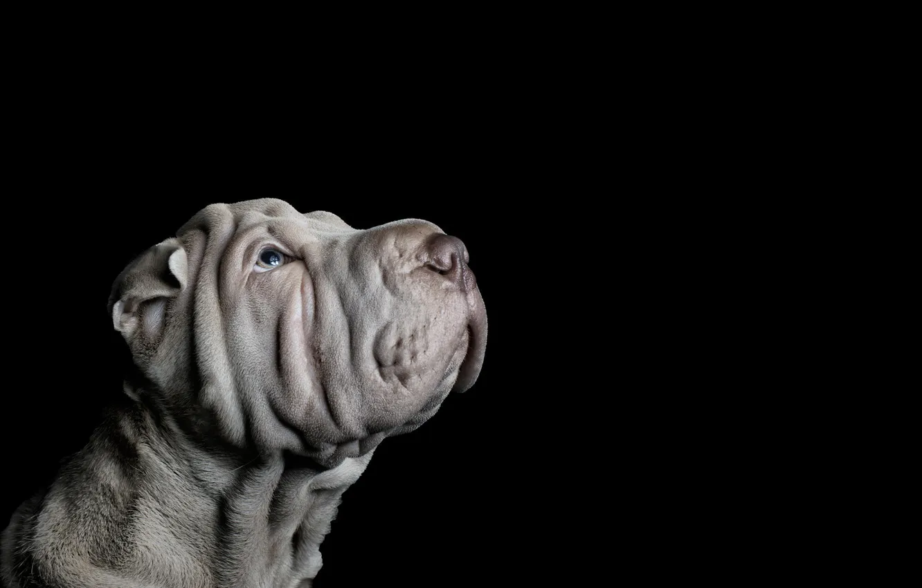 Фото обои взгляд, фон, друг, Dog in studio