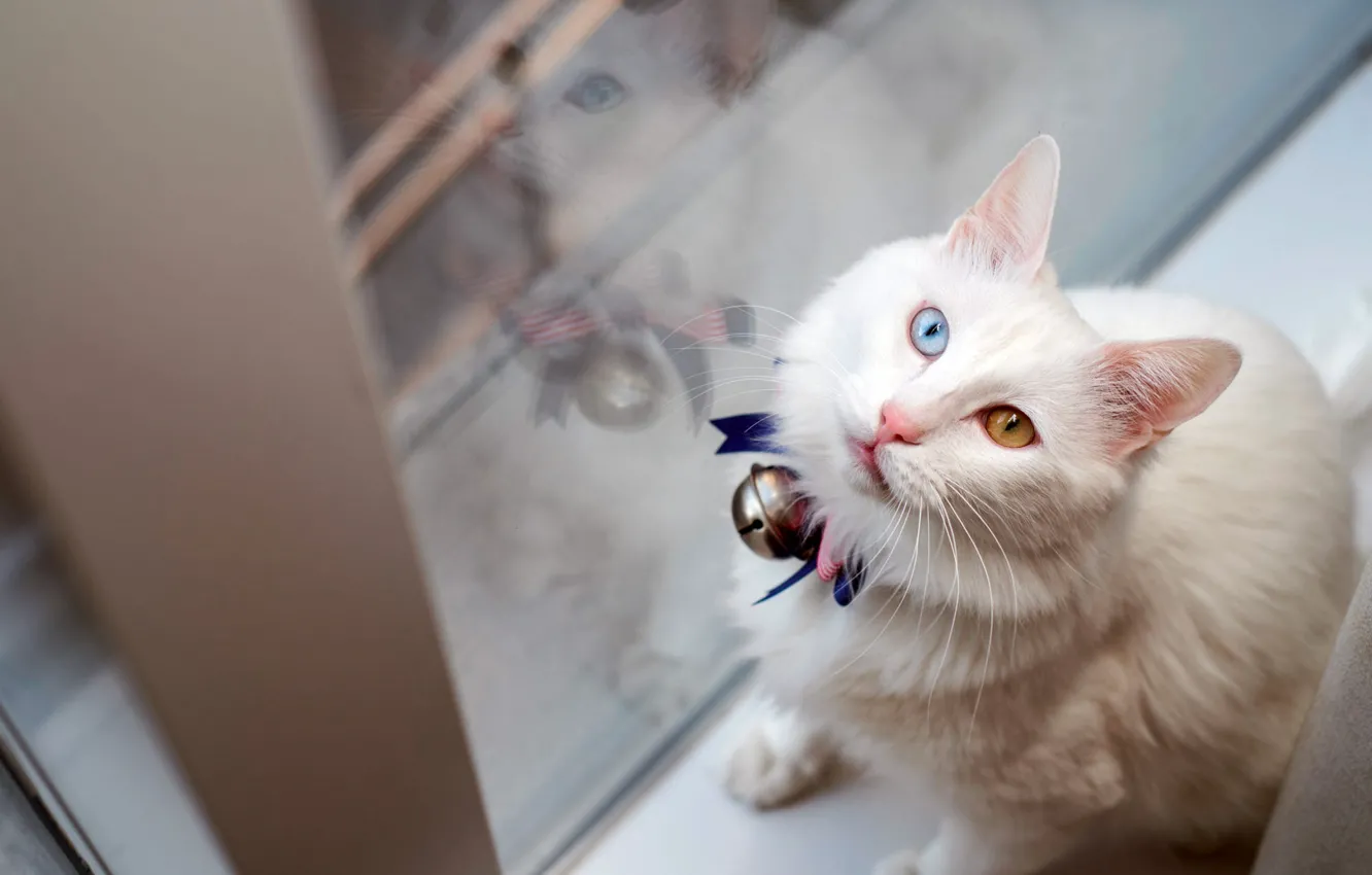 Фото обои кошка, белый, глаза, кот, взгляд, стекло, морда, поза