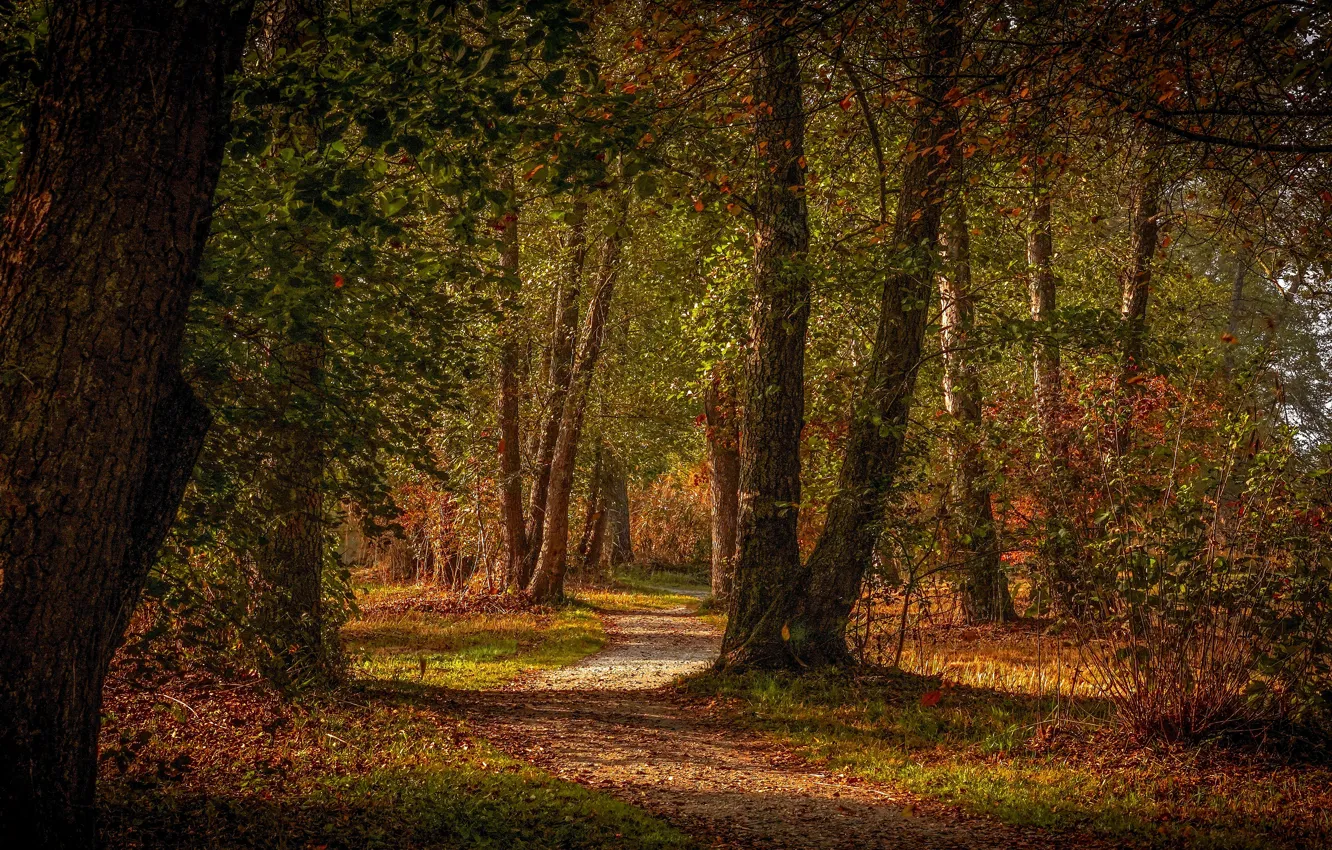 Фото обои осень, лес, деревья, парк, листва, тропинка