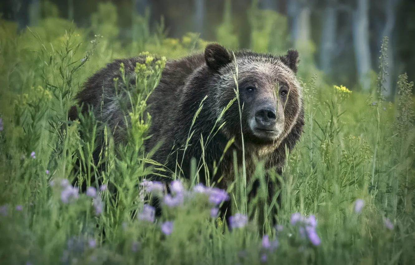 Фото обои трава, морда, медведь, бурый