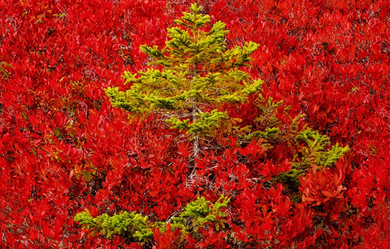 Фото обои осень, лес, деревья, краски, цвет, склон, сосна