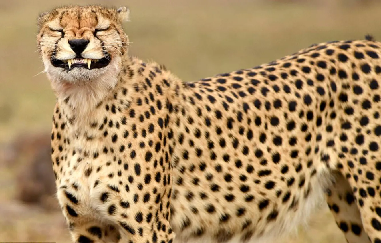 Фото обои animal, fast, cheetah, big cat, smiling cheetah