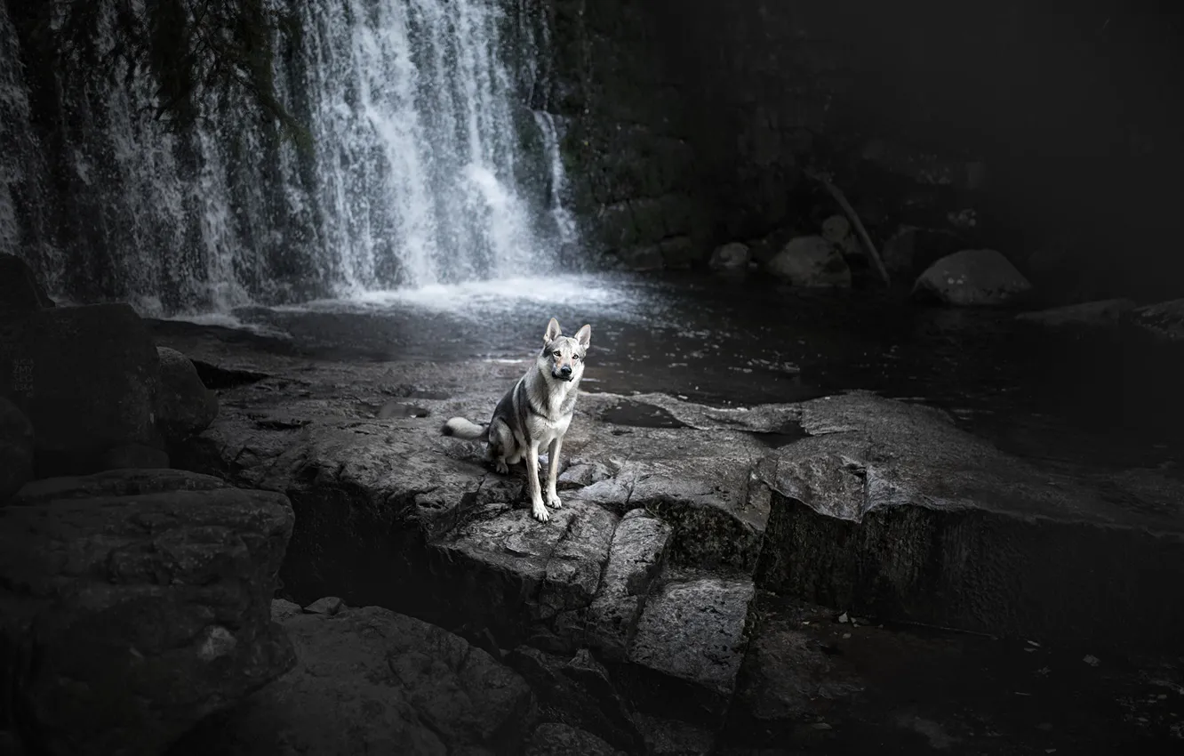 Фото обои река, водопад, собака
