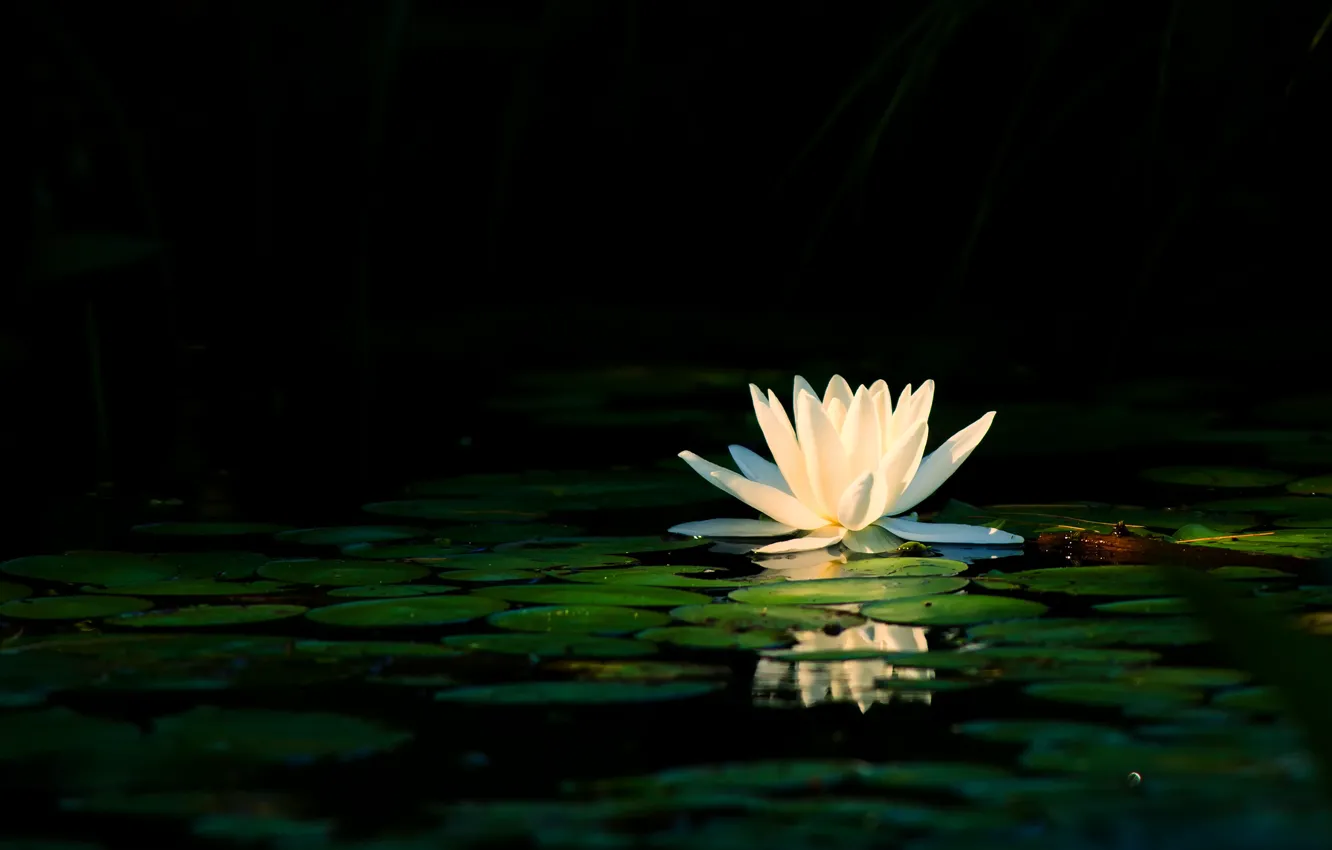Фото обои белый, цветок, листья, свет, озеро, пруд, отражение, лепестки