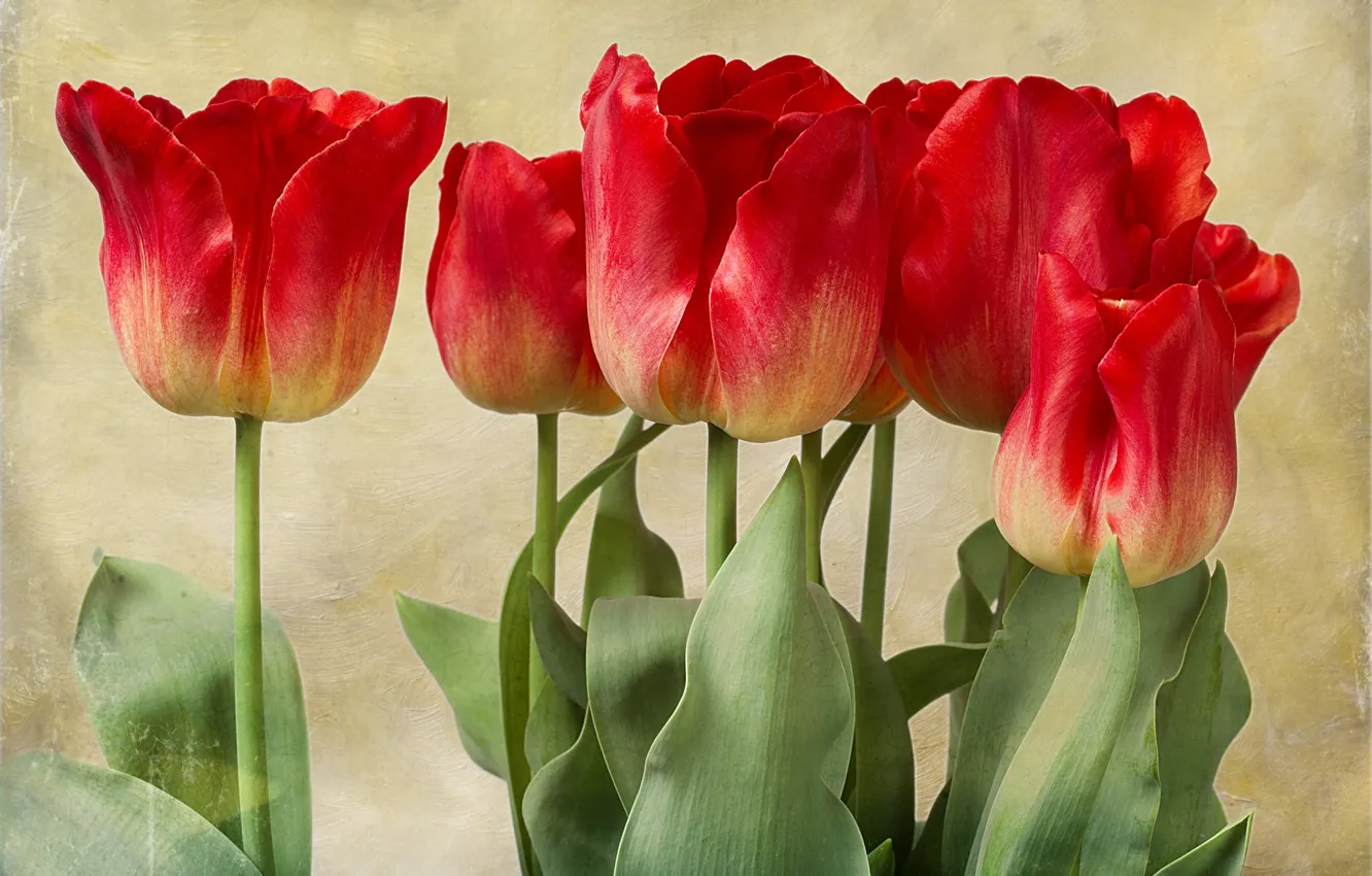 Фото обои текстура, тюльпаны, бутоны