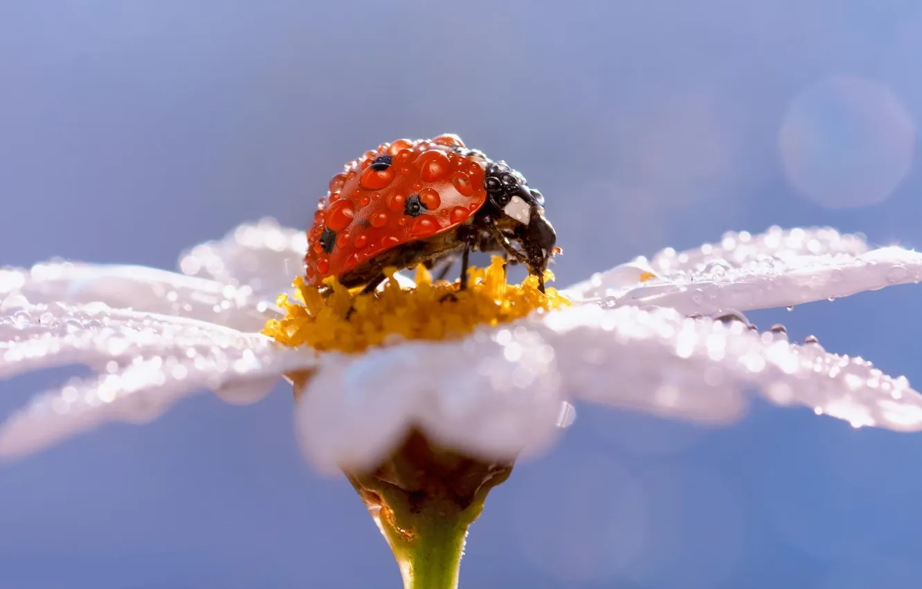 Фото обои flower, ladybug, bug