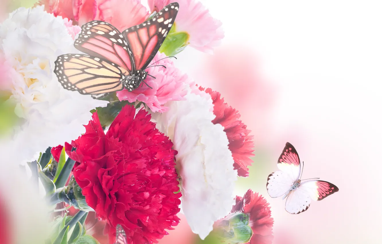 Фото обои бабочки, цветы, цветение, гвоздика