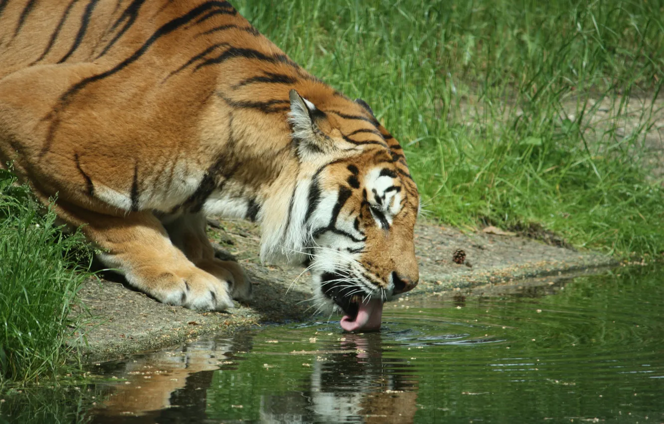 Фото обои язык, трава, вода, тигр, река, пьёт