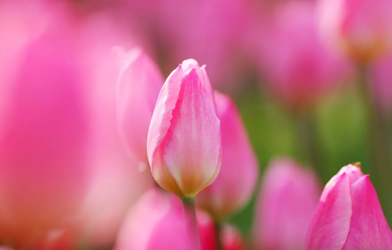 Фото обои краски, весна, лепестки, тюльпаны