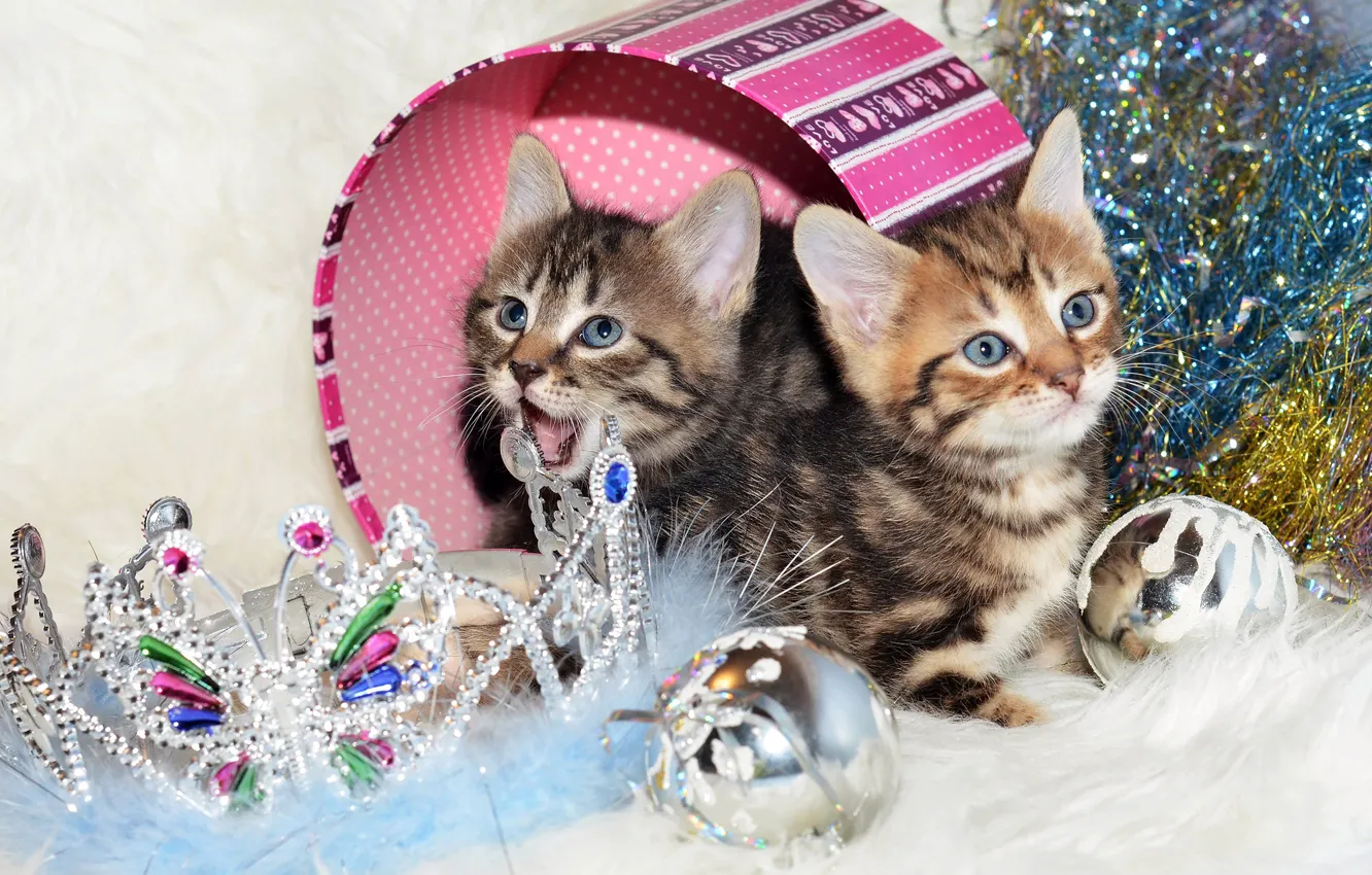 Фото обои шарики, кошки, котенок, коробка, корона, Рождество, котята, Новый год