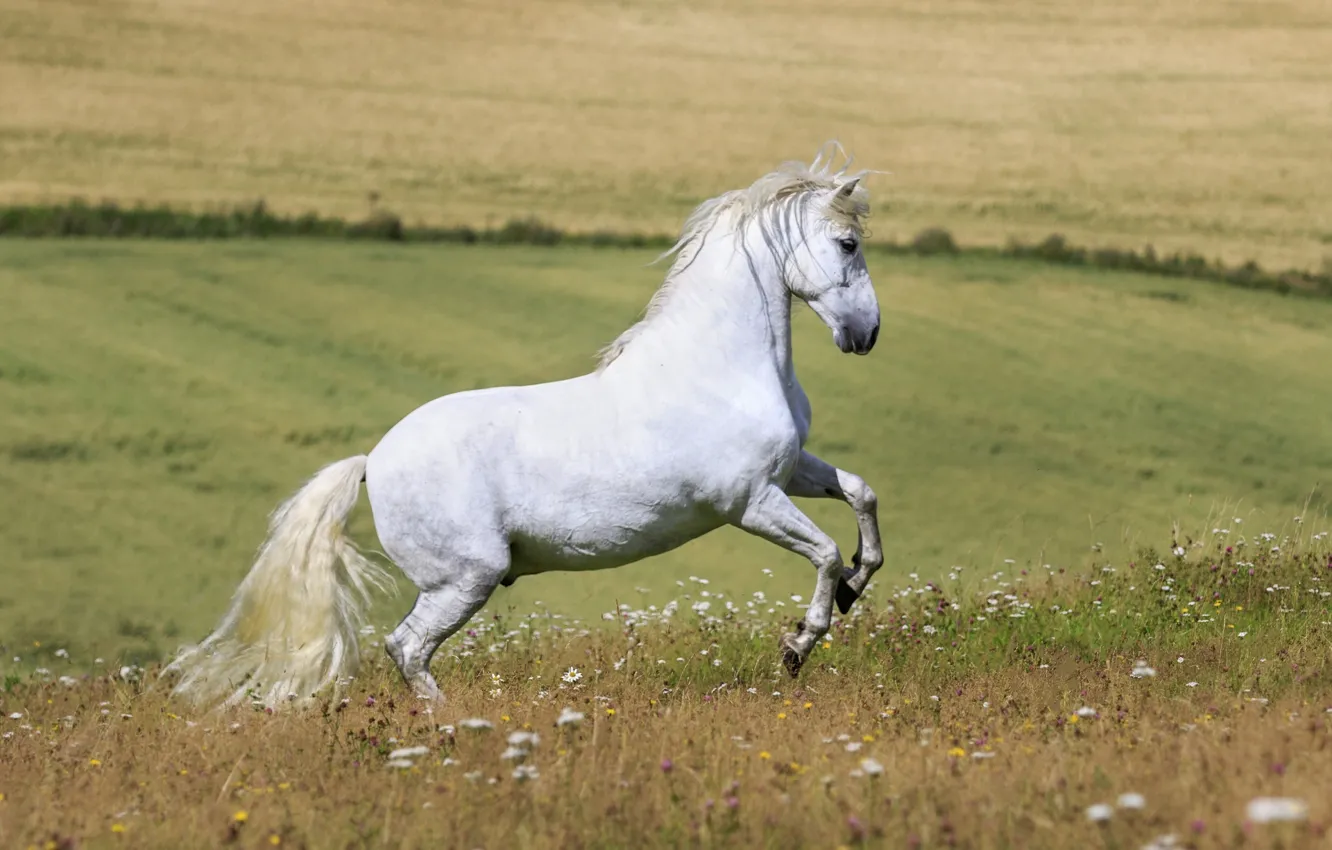 Фото обои белый, лето, цветы, конь, лошадь, жеребец, луг, простор