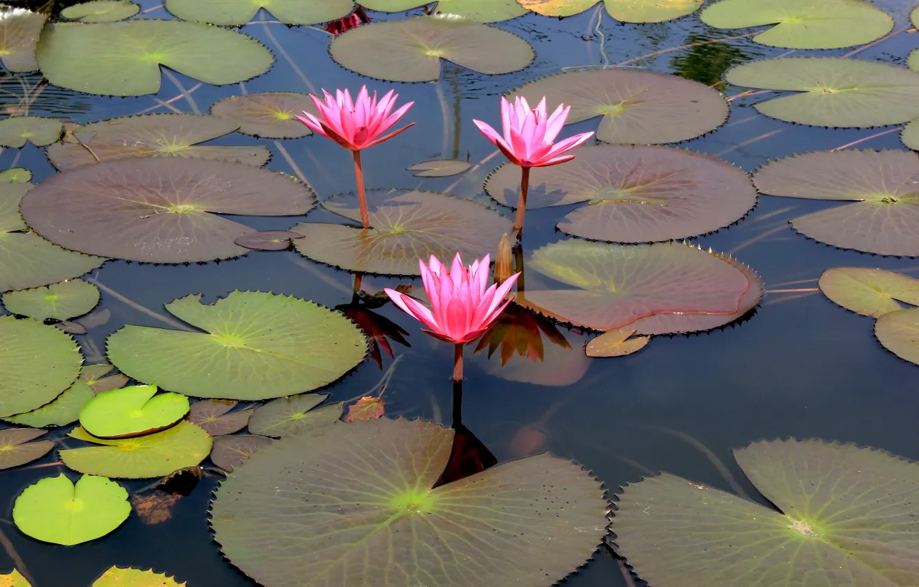 Фото обои цветы, озеро, лотос, pink, flowers, lake, lotus, кувшинки