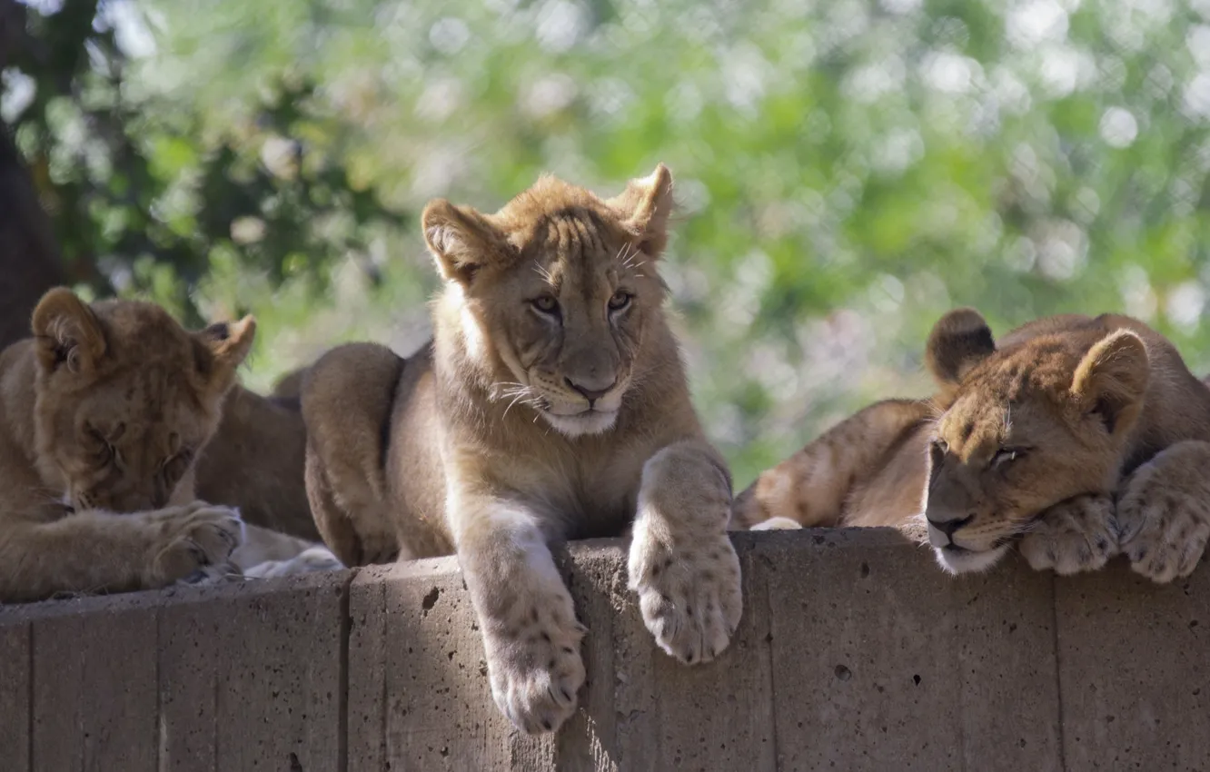 Фото обои отдых, семья, дикие кошки, львята, трио, зоопарк, детеныши