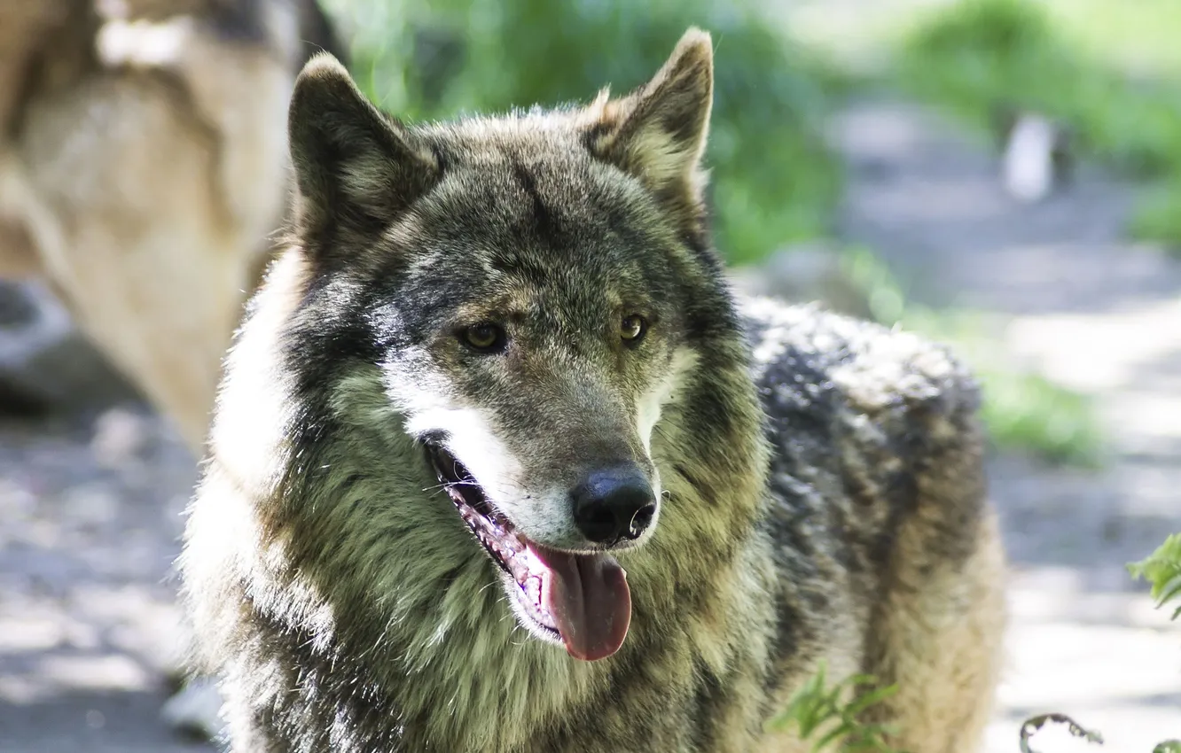 Фото обои nature, snow, predator, face, animal, wolf, wolves, wildlife