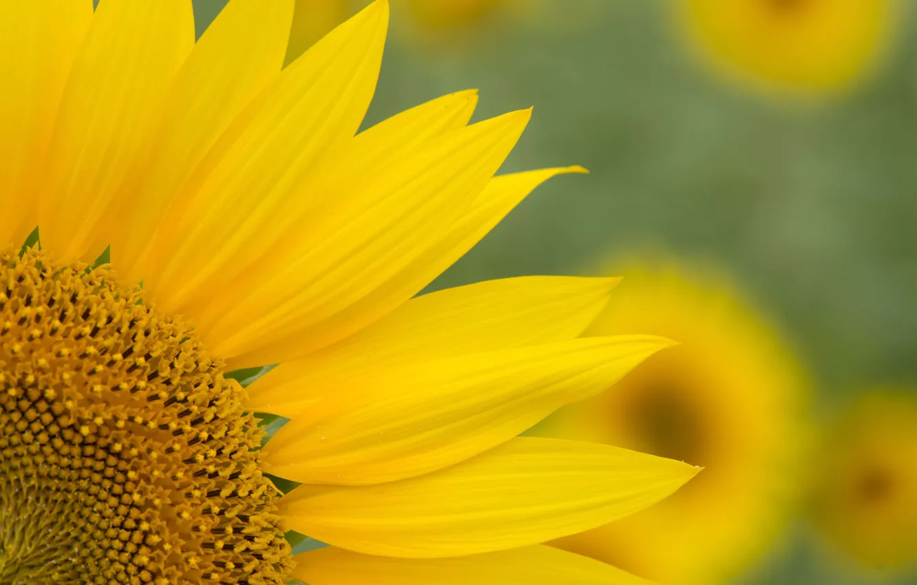Фото обои yellow, petals, sunflowers