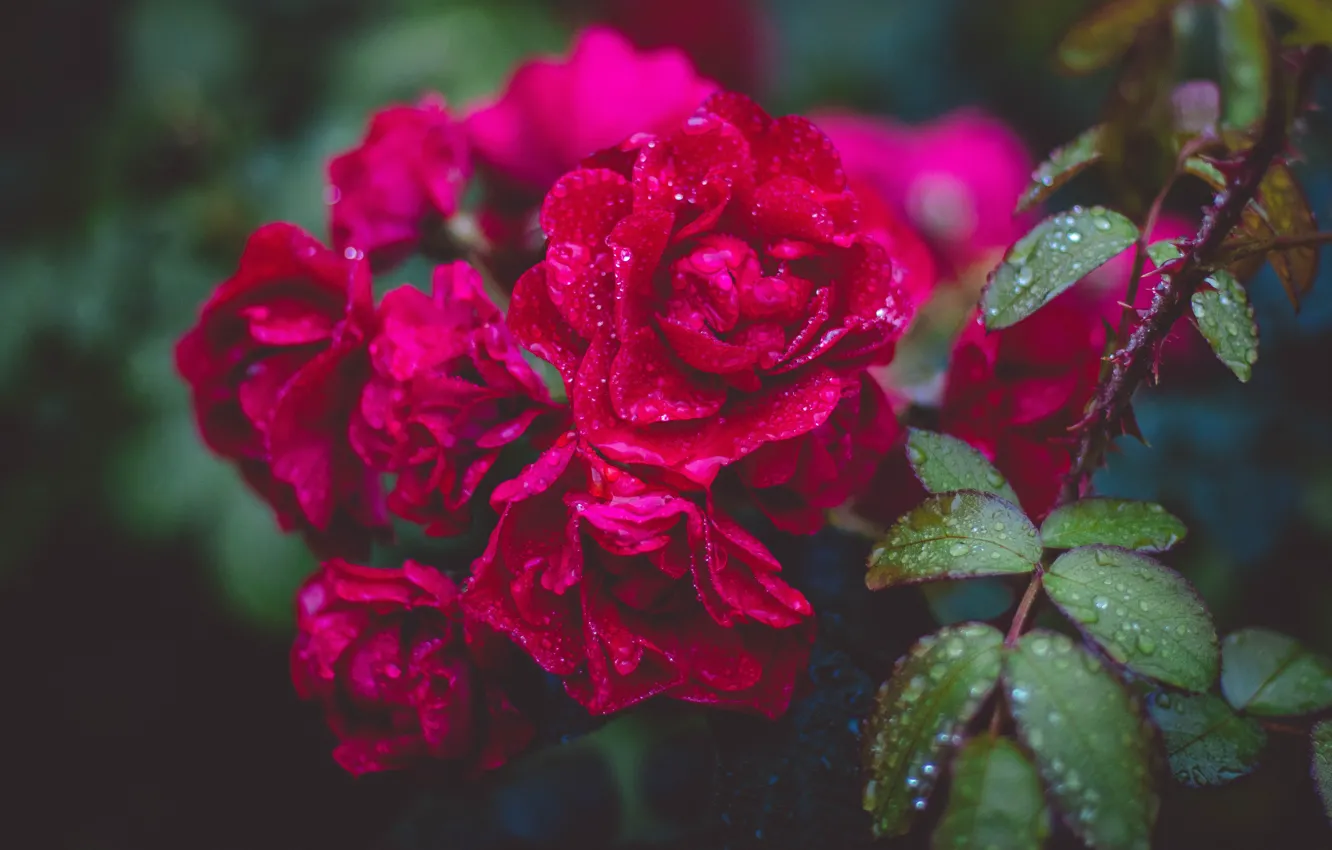 Фото обои бутон, флора, красный цветок, red flower, flora, bud, Valeria Boltneva, Gartnerfreude