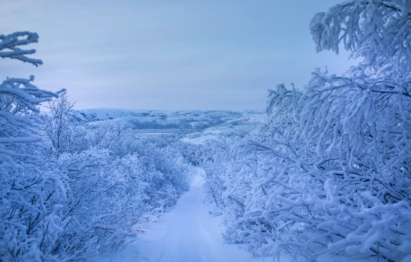 Фото обои зима, дорога, снег, деревья, ветки, Россия, Заполярье