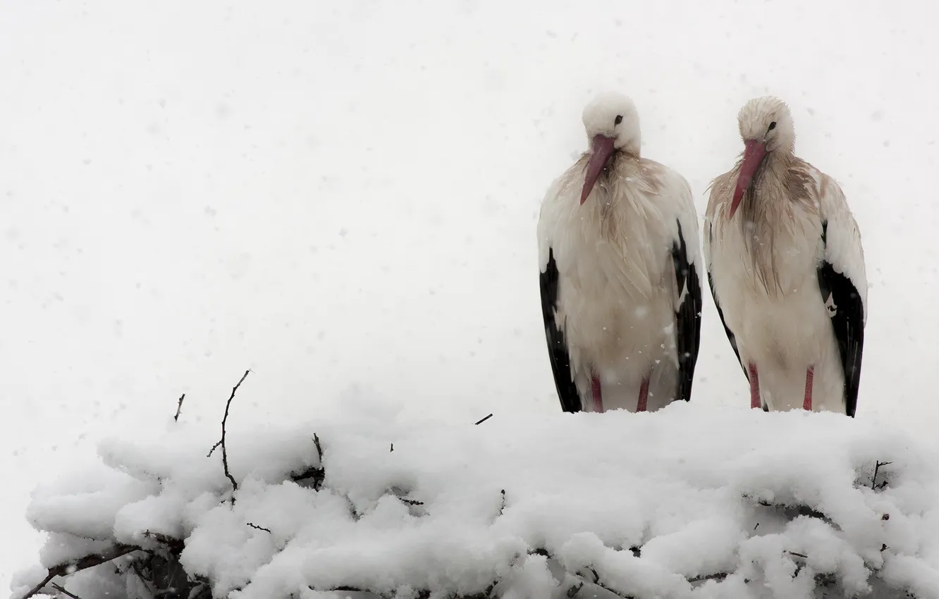 Фото обои снег, птицы, природа, аисты