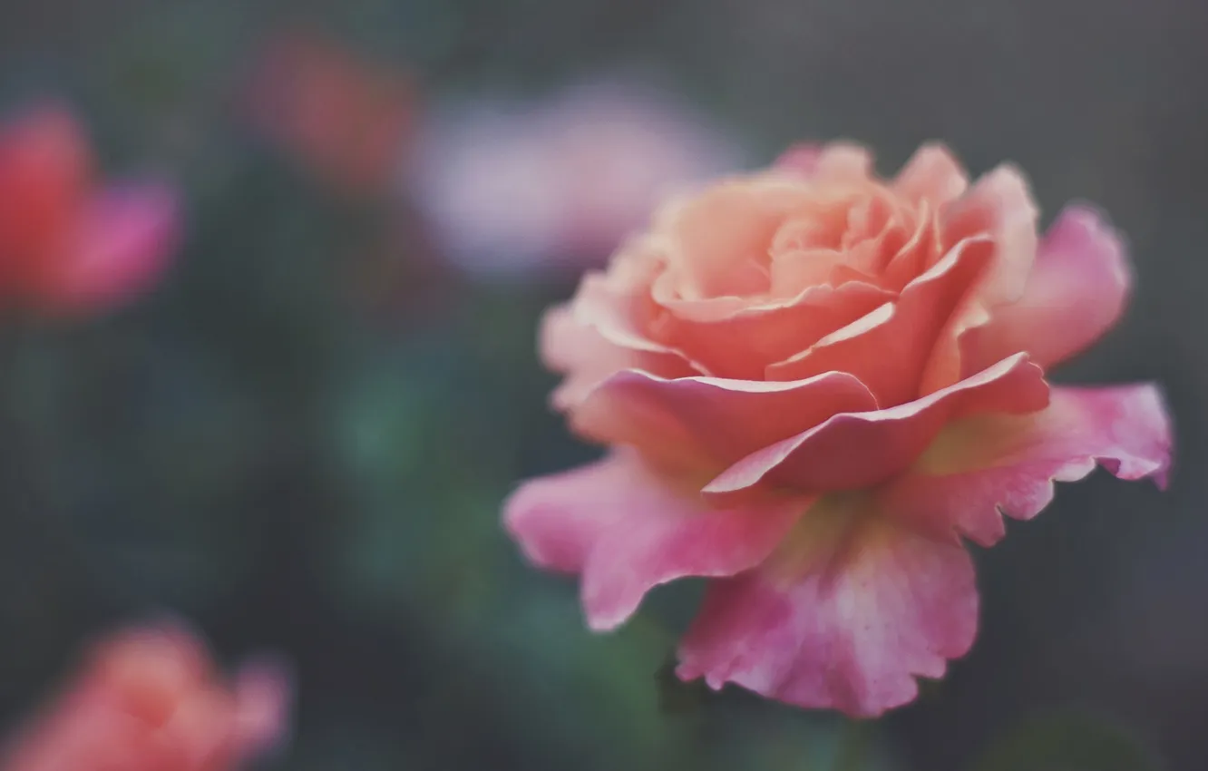 Фото обои цветок, роза, лепестки, размытость, нежно