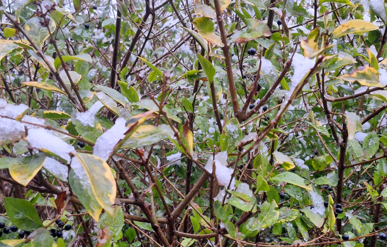 Фото обои Zima, Krzak, Mokry Śnieg