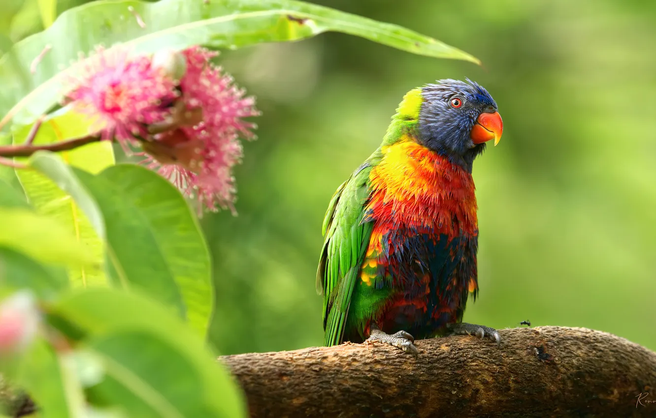 Фото обои лето, попугай, ярко