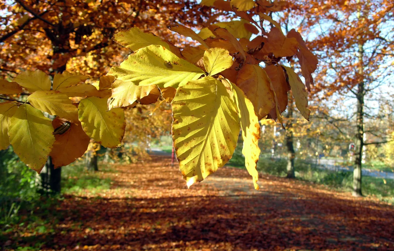 Фото обои осень, листья, макро, желтые, боке