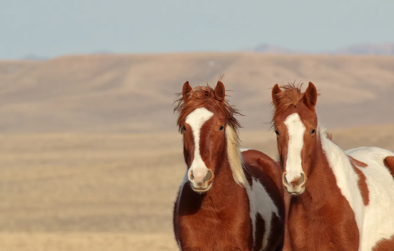 Фото обои кони, лошади, парочка, дикие лошади