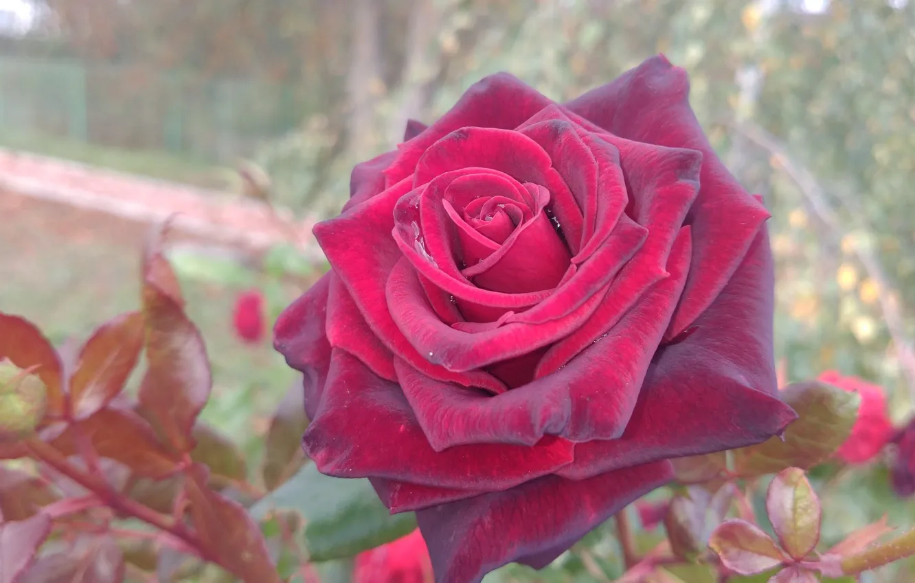Фото обои цветок, роза, красная, Meduzanol ©