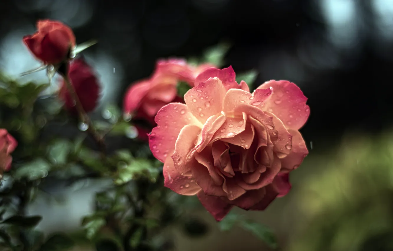 Фото обои капли, розовая, роза, розы, ветка, сад, боке, лососевая
