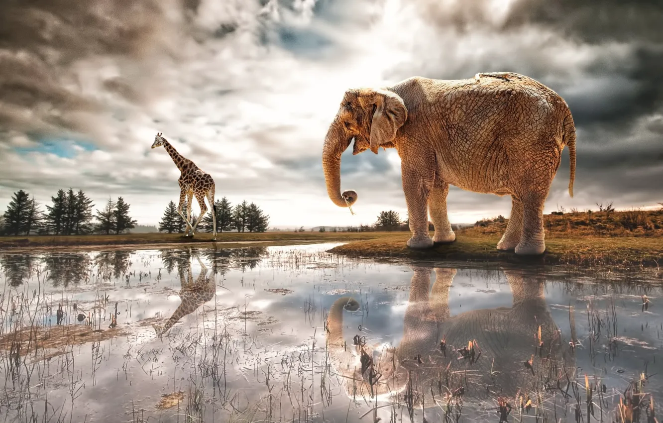 Фото обои река, фантазия, слон, арт, жираф