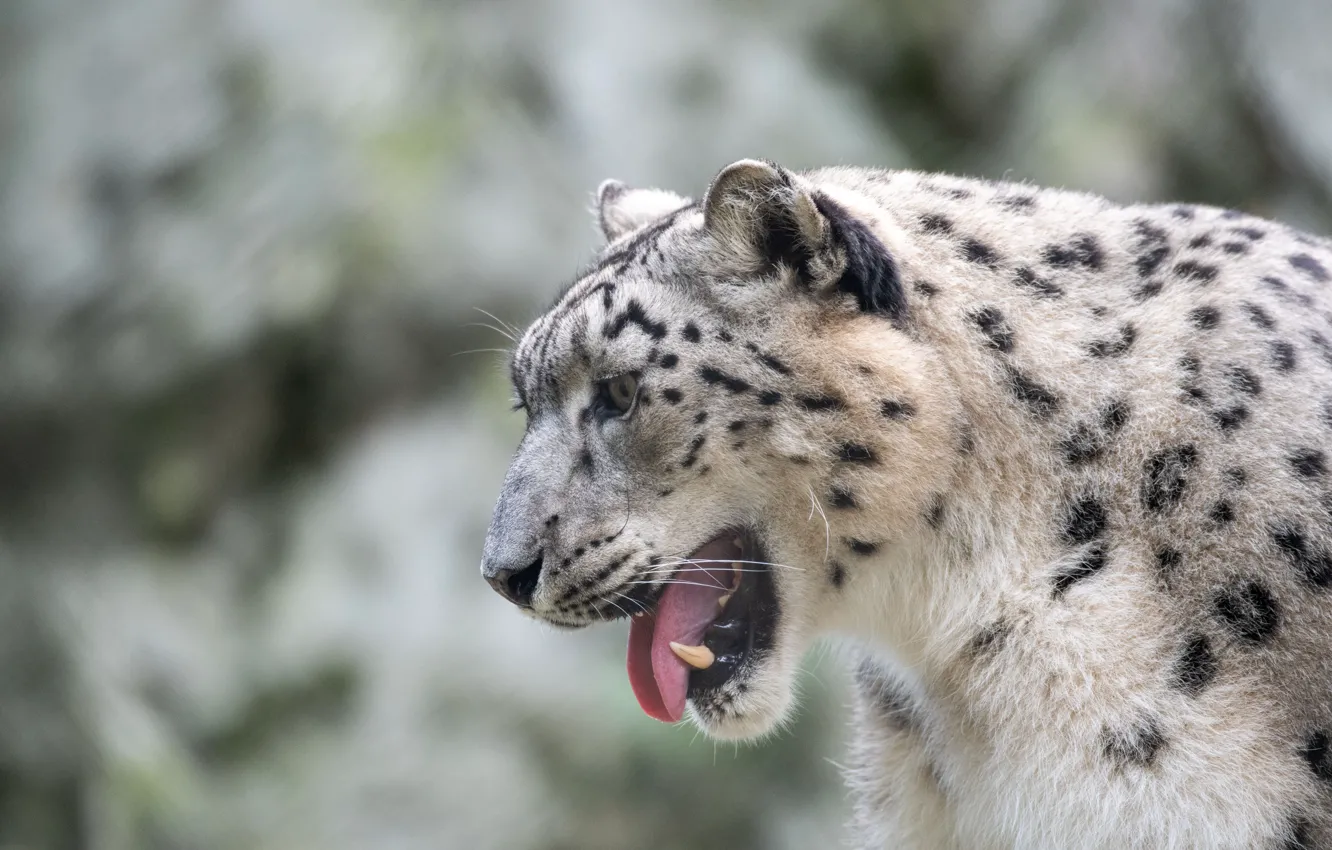 Фото обои хищник, пасть, клыки, ирбис, снежный барс, snow leopard, большая кошка, predator